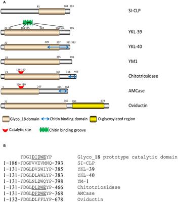 YKL-39 as a Potential New Target for Anti-Angiogenic Therapy in Cancer